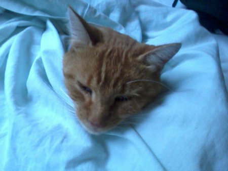 Le chat de The Winner